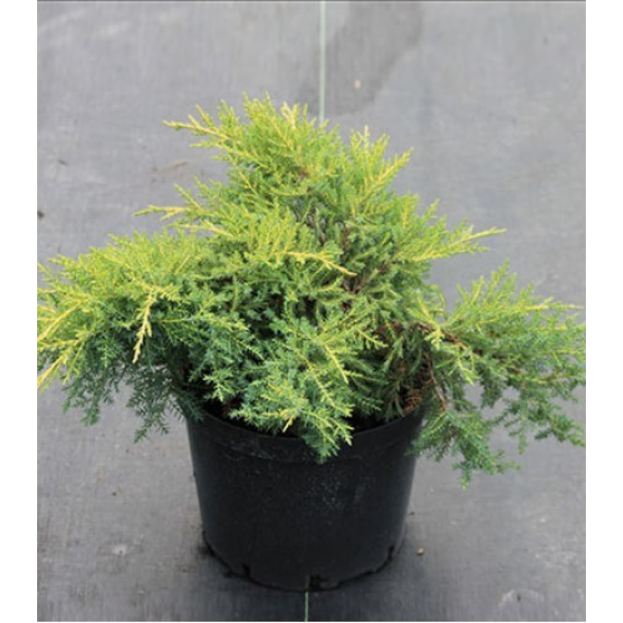 82601662 Можжевельник средний «Голд Стар» 9x12.5 см Santreyd  - Вид №1