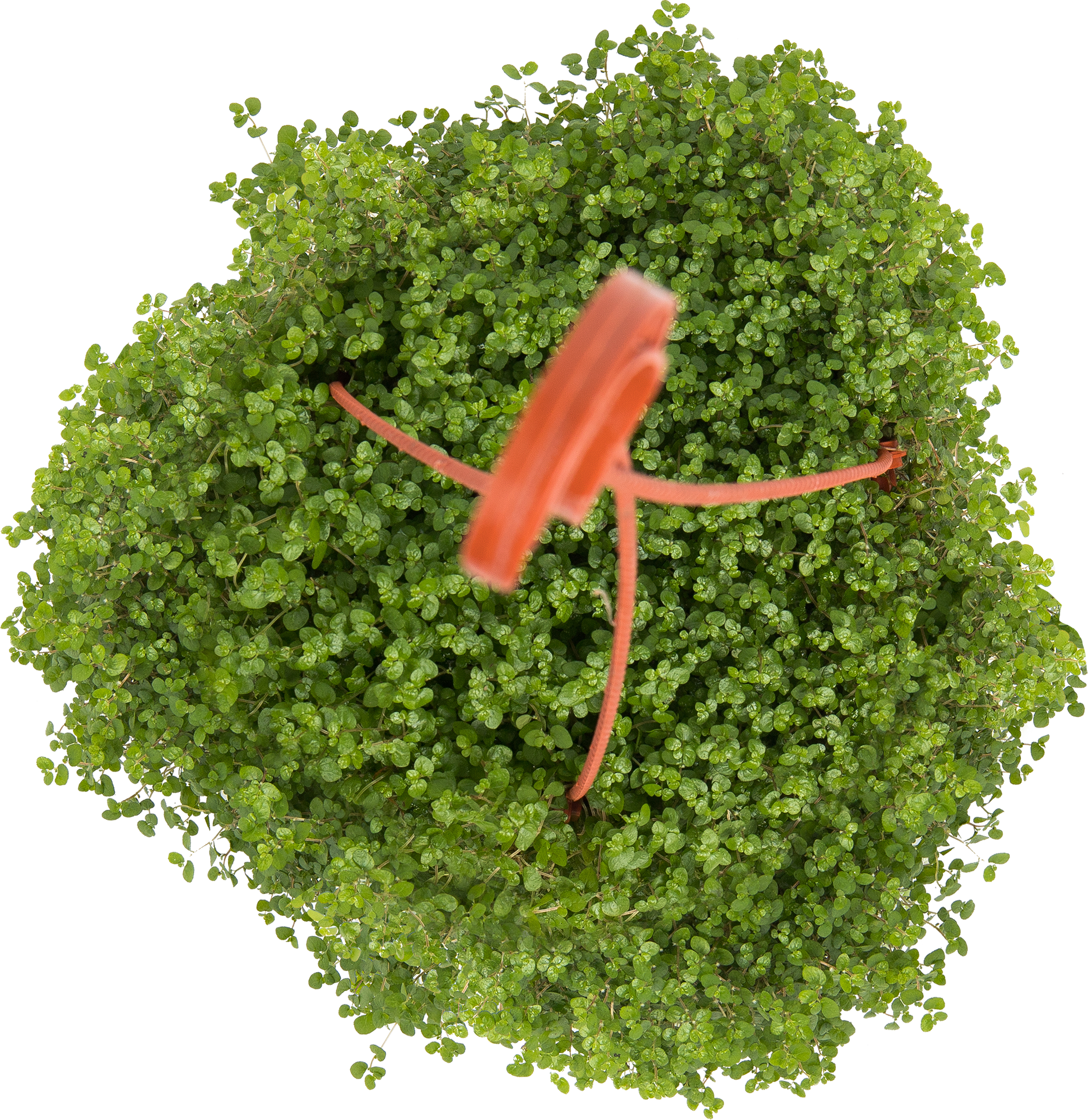 Солейролия декоративная - комнатное растение для озеленения интерьера 82560391 Santreyd STLM-0029931 - Вид №1