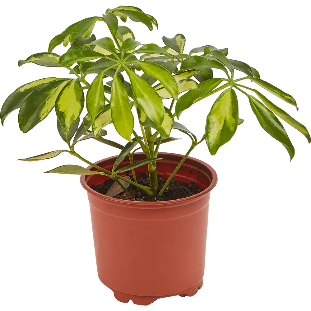 82560377 Шеффлера микс d13 h25 STLM-1390012 Santreyd 