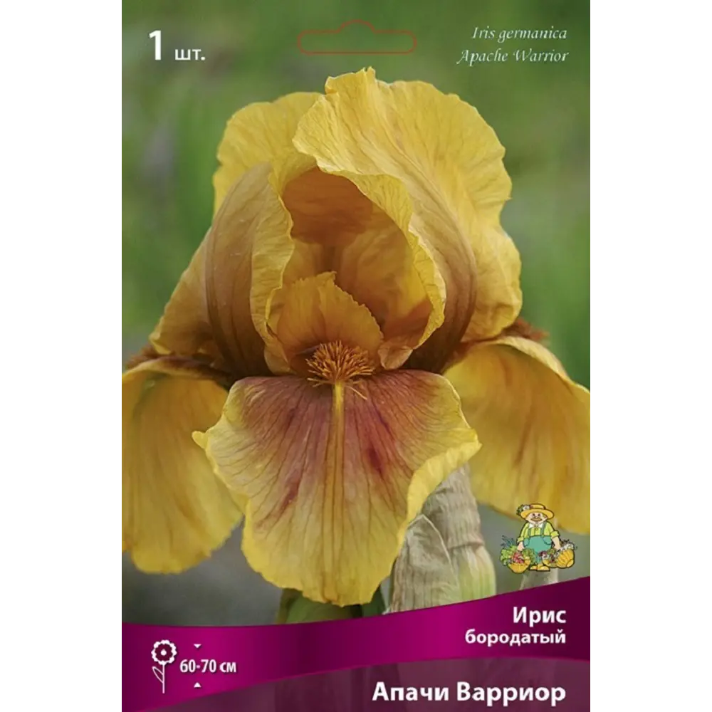 Ирис бородатый Апачи Варриор ПОИСК STLM-2146356