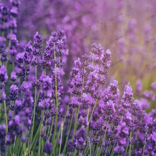 WP01601 Фотообои Verol Фотообои decoline 1х1 м