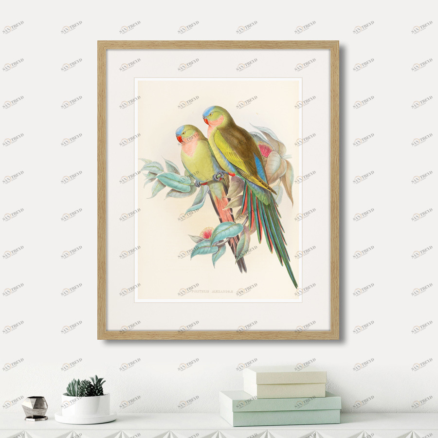 Картина в раме 52х42 см Love parrots, 1850г. КАРТИНЫ В КВАРТИРУ  264533 Желтый;коричневый;разноцветный 