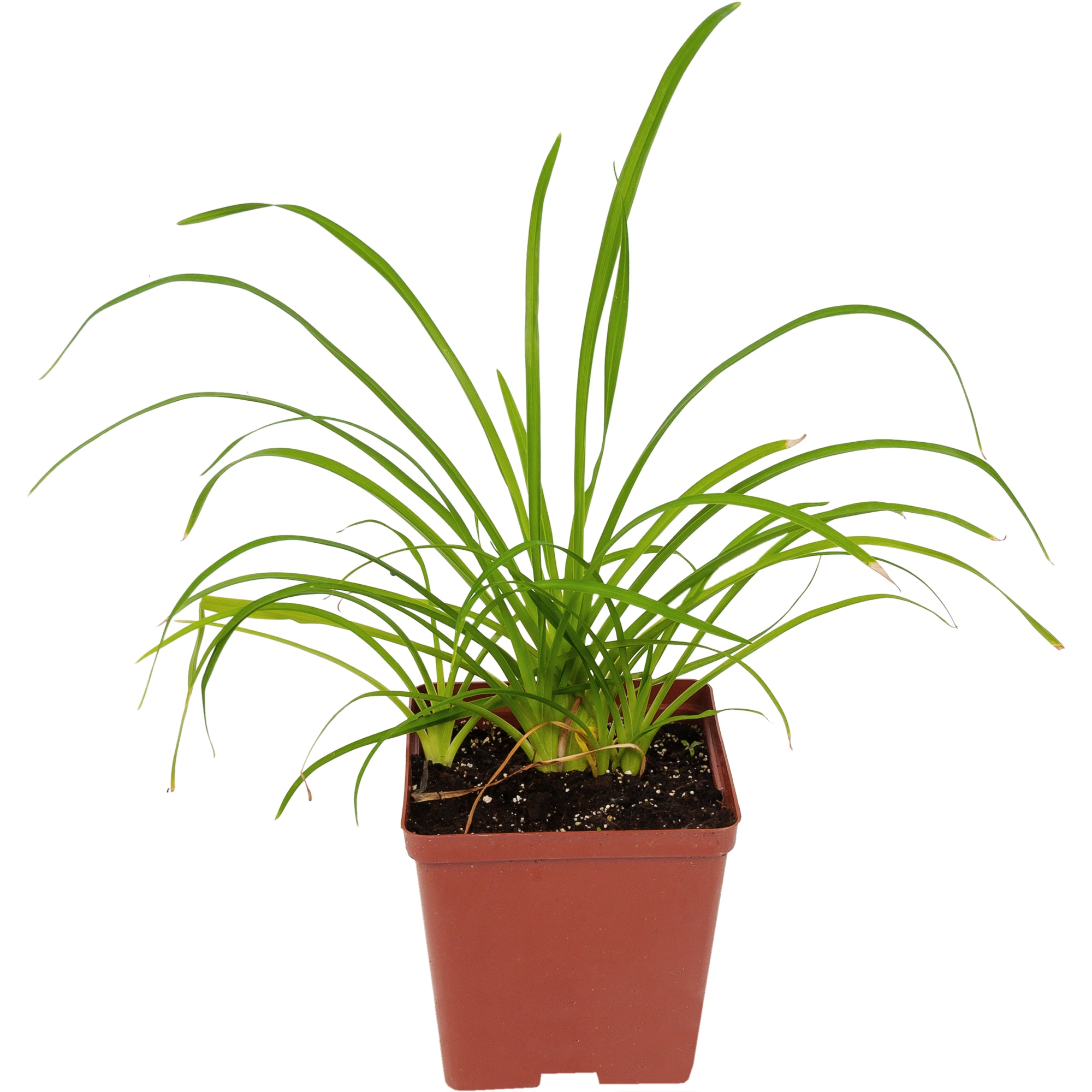 82595152 Лилейник «Найт Бекон» 15x15 см Santreyd 