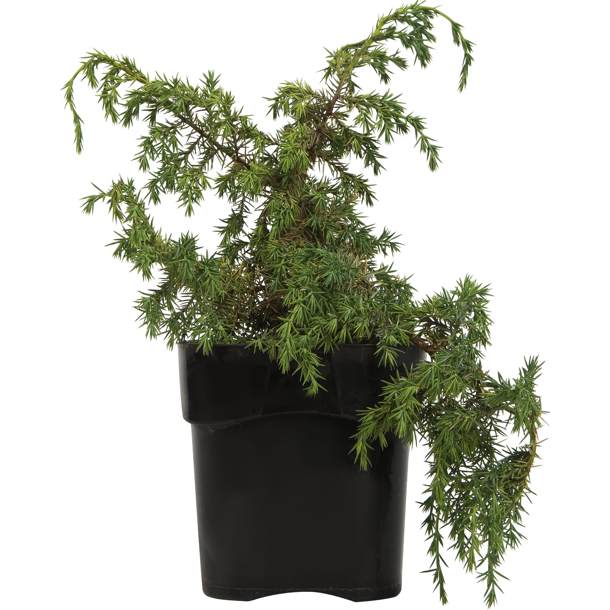 82621043 Можжевельник китайский «Блю Альпс» 17x25 см Santreyd 