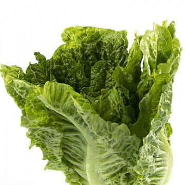 Салат листовой Santreyd 1875