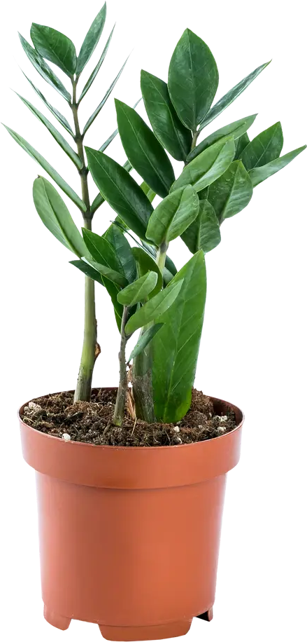 14750662 Замиокулькас замифолия 12x30 см STLM-0005097