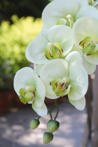 2845 788 a3 Пластиковая орхидея Phalaenopsis, 100 см, real touch soft, бежево-зеленая H-andreas