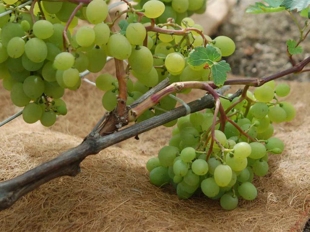 Мульча кокосовая Мульчаграм 20х150 см ГеоПластБорд GPBST-242 - Вид №2