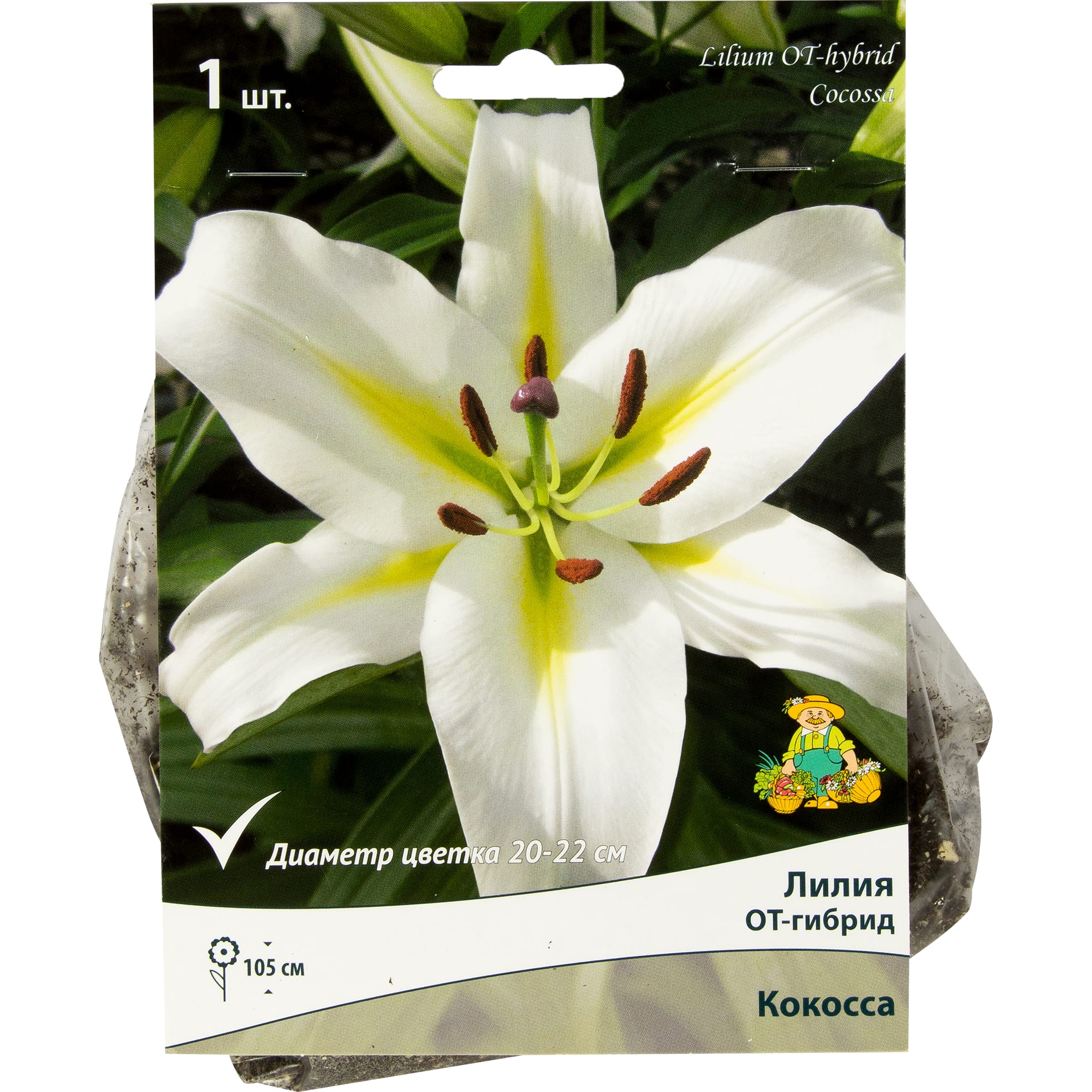 82319563 Лилия ОТ-гибрид «Конка д Ор» размер луковицы 14/16 Santreyd 