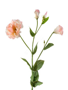 30.03070036/2 Эустома махровая розово-жёлтая 2цв 2бут Цветочная коллекция