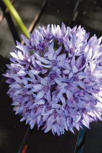 9807 227 a2 Искусственный лук, 71 см, светло-фиолетовый-темно-фиолетовый H-andreas