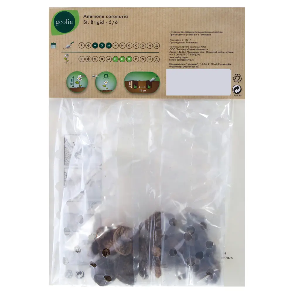 Анемона Geolia «St Brigid», 5х6 см STLM-2094856 - Вид №1
