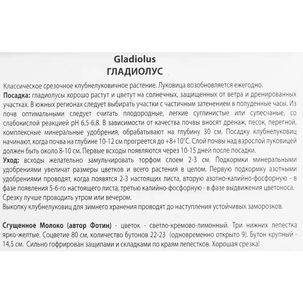 Гладиолус Сгущеное молоко, 3 шт 86410005 STLM-2130287 ПОИСК  - Вид №2