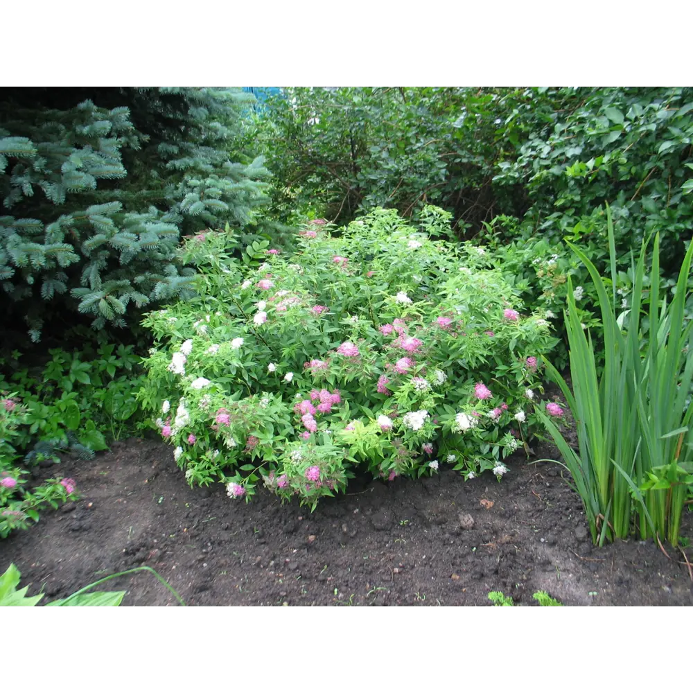 Спирея японская «Генпей» 9x15 см 82625257 STLM-2096702 PLANTMARKET 