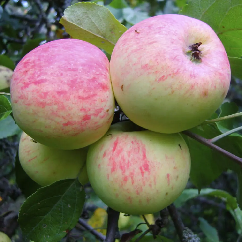 Яблоня Грушовка Московская ø20 h120 см 89365297 STLM-2127142 PLANTMARKET 