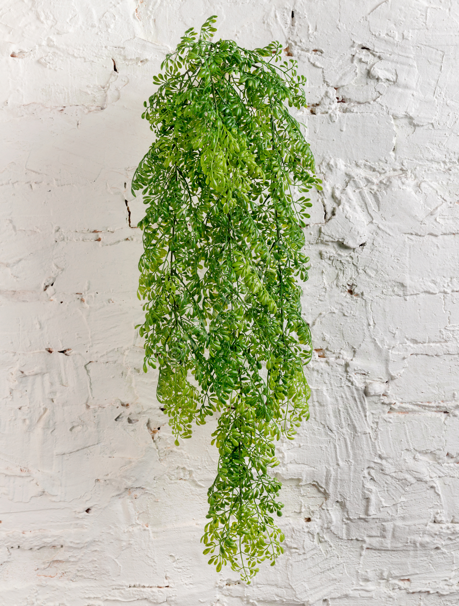 20.1428GR Рута Гравеоленс зелёная куст ампельный Цветочная коллекция  - Вид №1