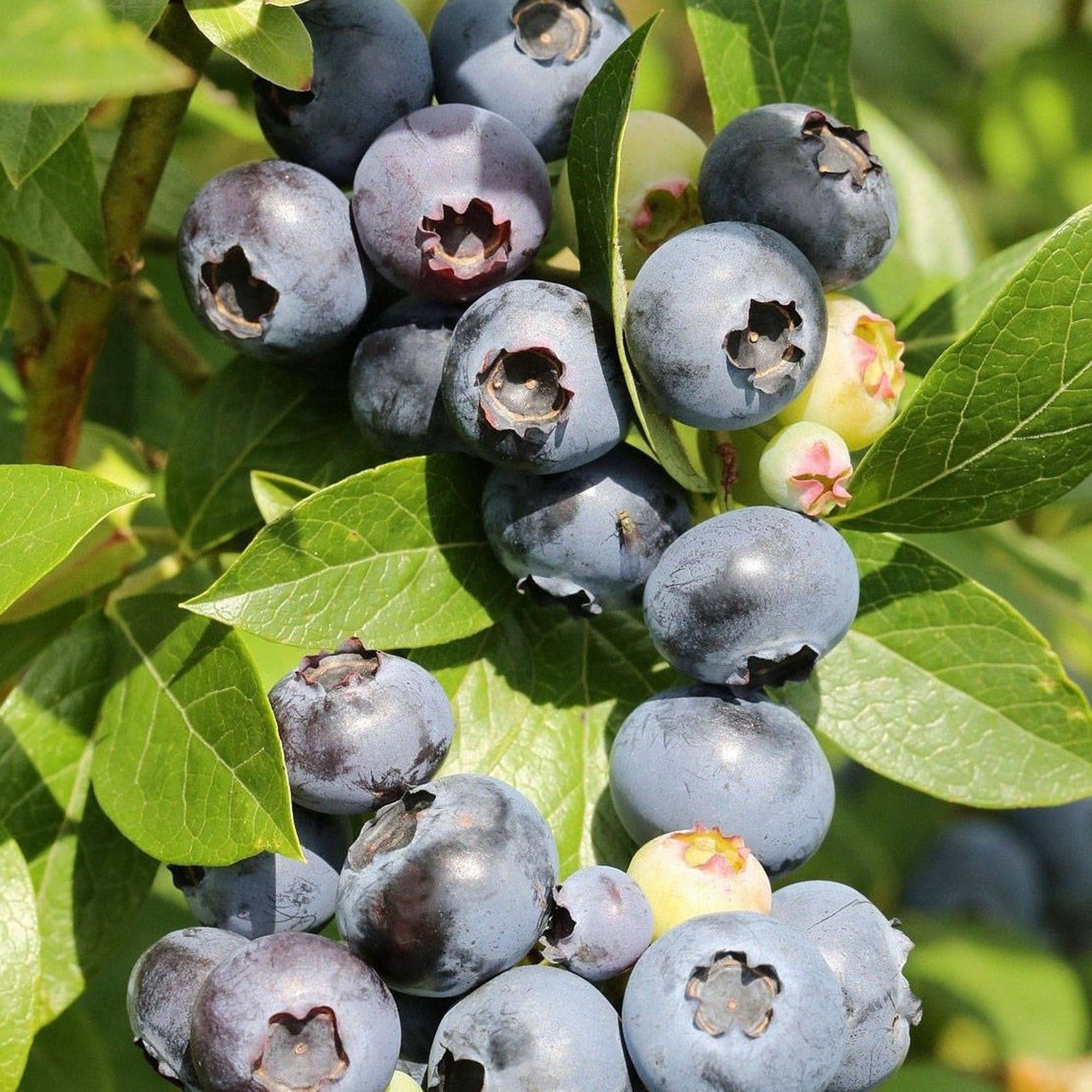 82237792 Голубика «Блю Голд» С2 30 см Santreyd  - Вид №1