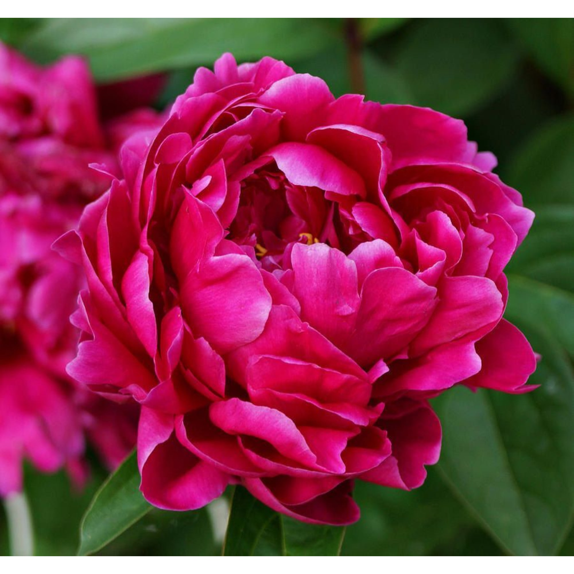 85166606 Пион травянистый Луи Ван-Гутт h15 см Santreyd 