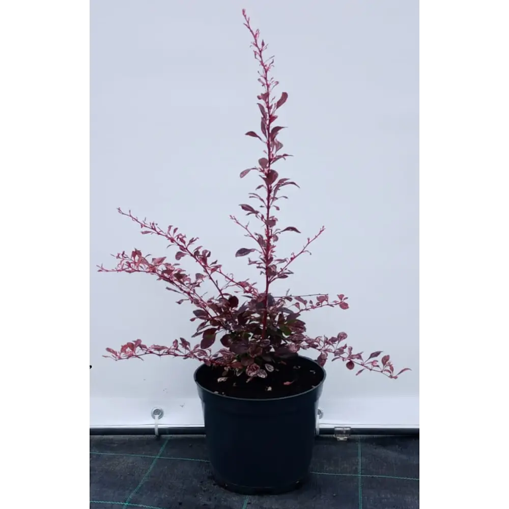 Барбарис Тунберга Роуз Глоу Santreyd - декоративный кустарник с пурпурной листвой 85088331 STLM-0962414