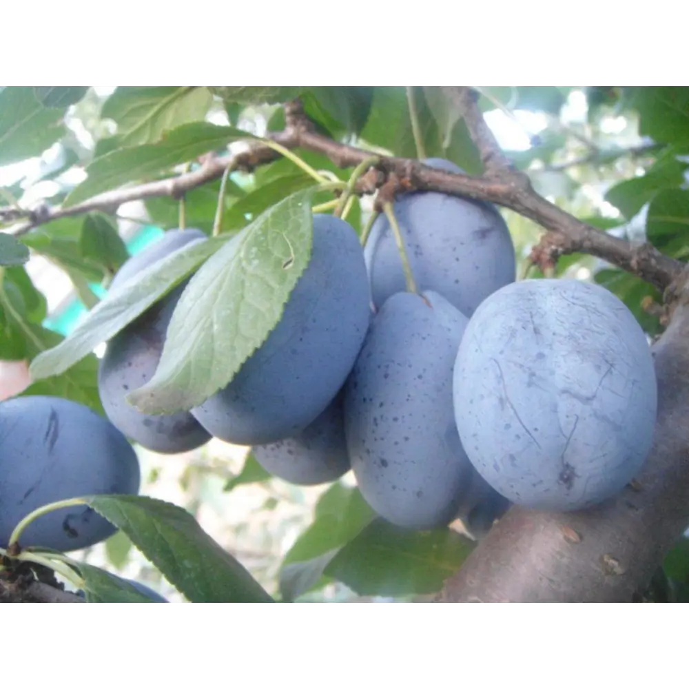 Слива Стенлей ø22 h80 см 84834898 STLM-2013330 PLANTMARKET 