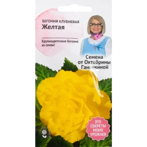 Бегония жёлтая 6 шт.