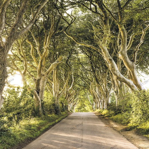 SH057-VD4-Golden-Hedges Фотообои Komar Stefan Hefele 2.5х4 м SH057VD4GOLDENHEDGES