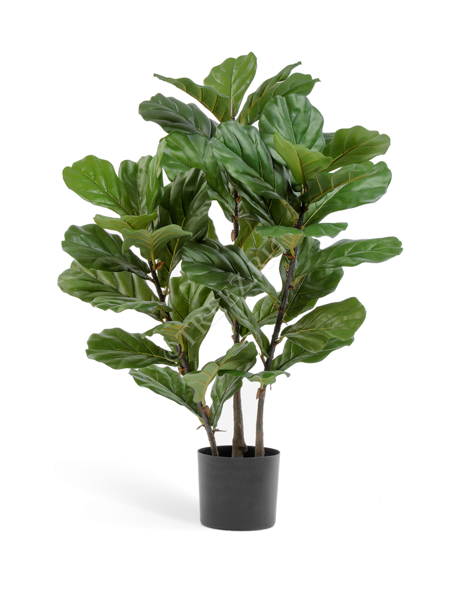 20.6290N Фикус Лирата куст на стволах Цветочная коллекция 