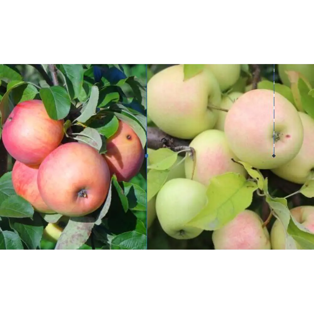 Яблоня Мелба/Рижский голубок пакет PLANTMARKET STLM-2107658