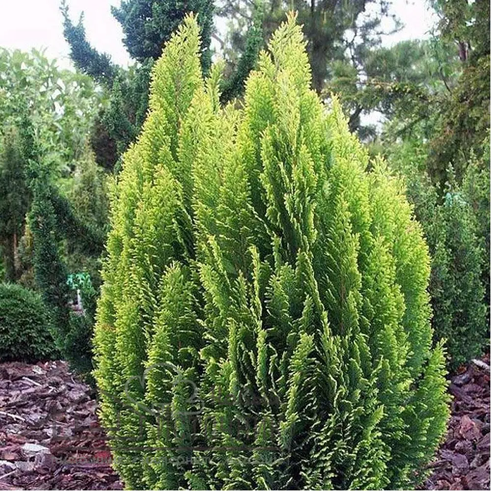 Кипарис Лавсона Элвудс Пиллар h25 см 89363777 STLM-2177595 Santreyd 