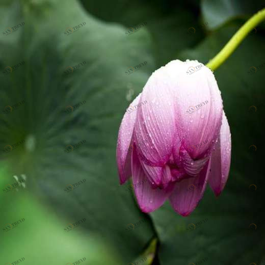 WP02144 Фотообои Verol Фотообои decoline 1х1 м