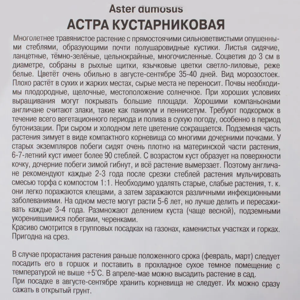 Астра кустарниковая Аполло I, 1 шт 17535992 STLM-2131506 Santreyd  - Вид №2