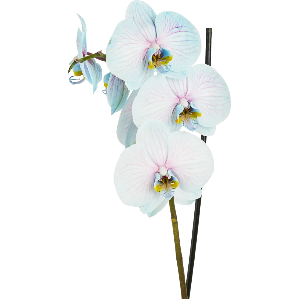 Santreyd Орхидея Фаленопсис - изящная бабочка в вашем интерьере 85324975 STLM-0061536 - Вид №4