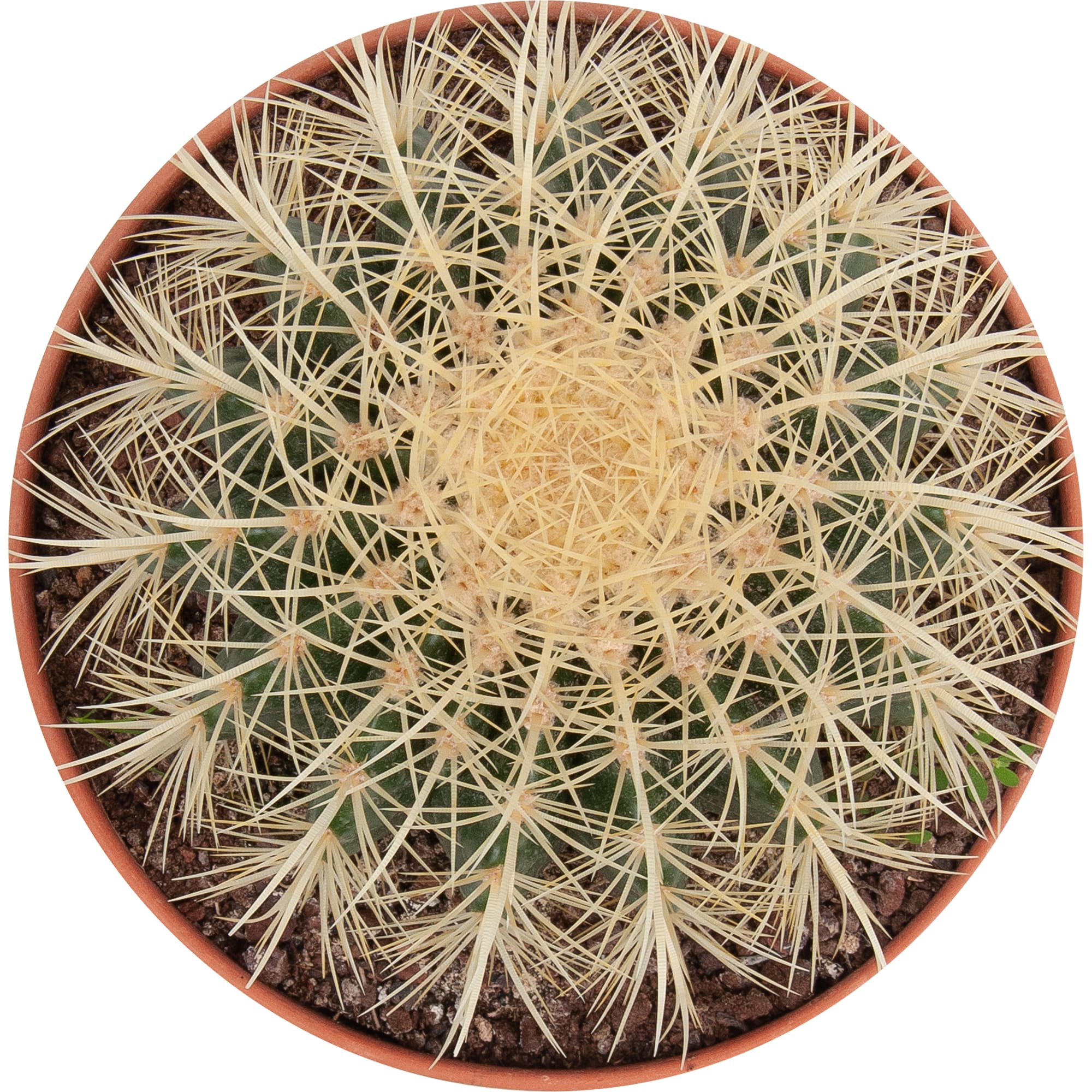 82850423 Эхинокактус Грузони 20х22 см Santreyd  - Вид №1