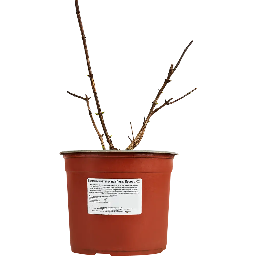 Гортензия метельчатая Пинки Промис от Santreyd - розовое цветение с лета до осени 89369804 STLM-0957659