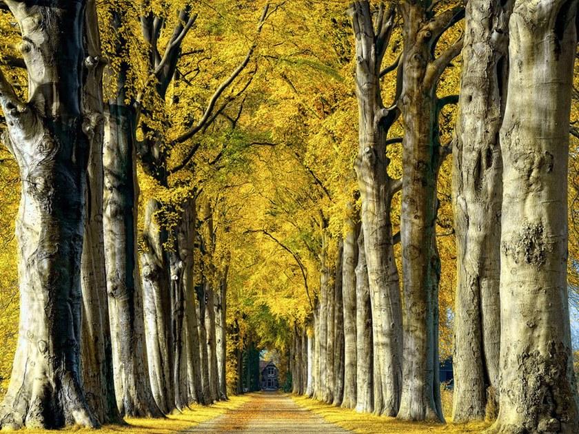 Architects Paper Обои с цифровой печатью с пейзажами Ap digital iv 109280 - Вид №1