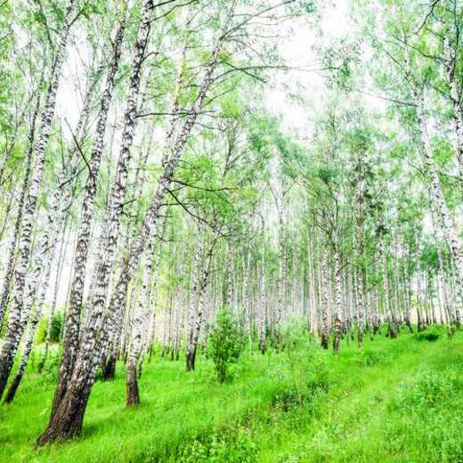 WP02660 Фотообои Verol Фотообои decoline 1х1 м