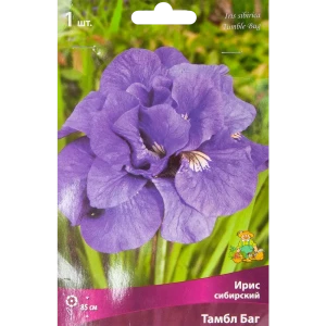 Ирис сибирский Тамбл Баг