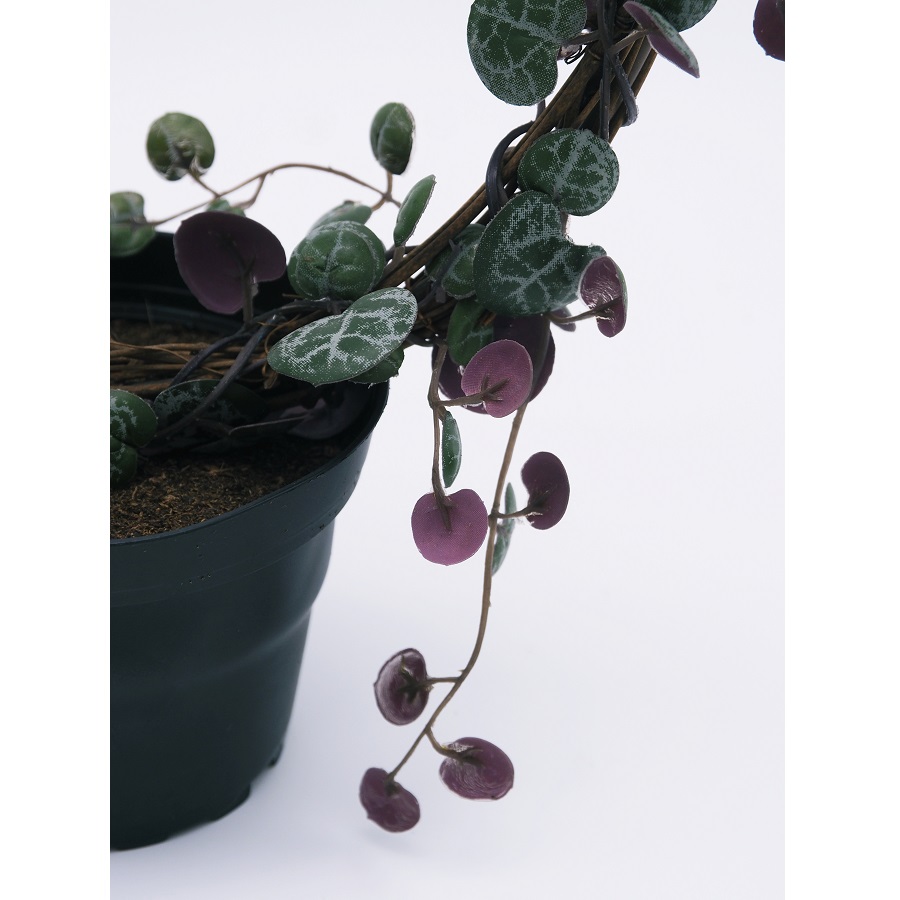 Церопегия искусственная Mr Plant 9012901 - Вид №3