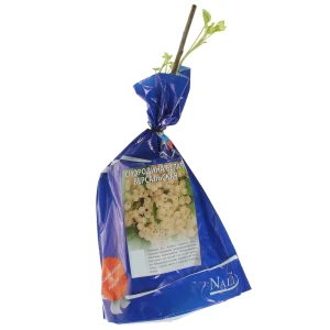 Смородина белая Версальская (тб 9*9) 15622435 STLM-2009164