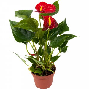 Антуриум Диамонд Рэд - цветущее комнатное растение в горшке 82548631
