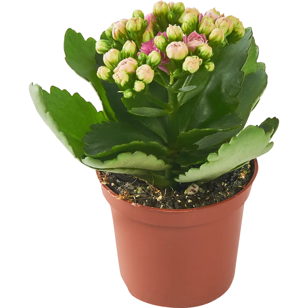 Santreyd Каланхоэ Блоссфельда - цветущий суккулент с глянцевой листвой 86720739 STLM-0070954