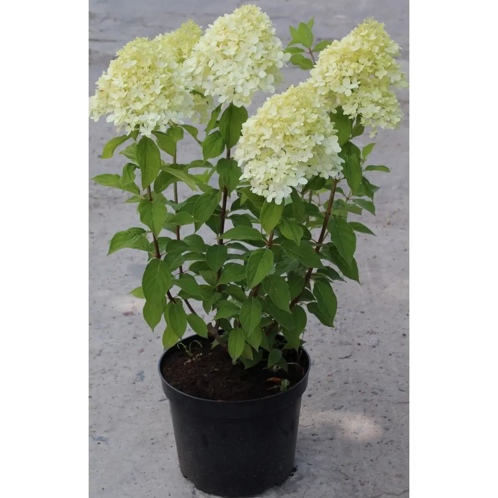 Гортензия метельчатая Santreyd - пышное цветение с лета до осени 82861028 STLM-0956046