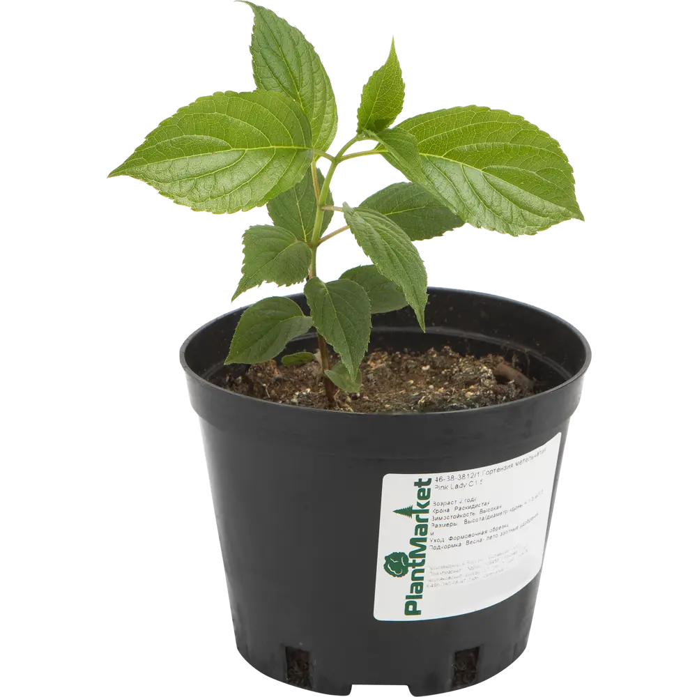 Гортензия метельчатая «Пинк Леди» C1.5 PLANTMARKET STLM-2006142