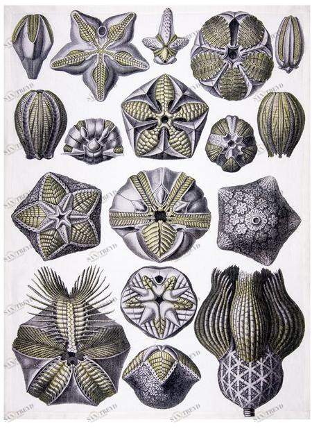 The NapKing Льняное кухонное полотенце Blastoidea sun-id-1407150