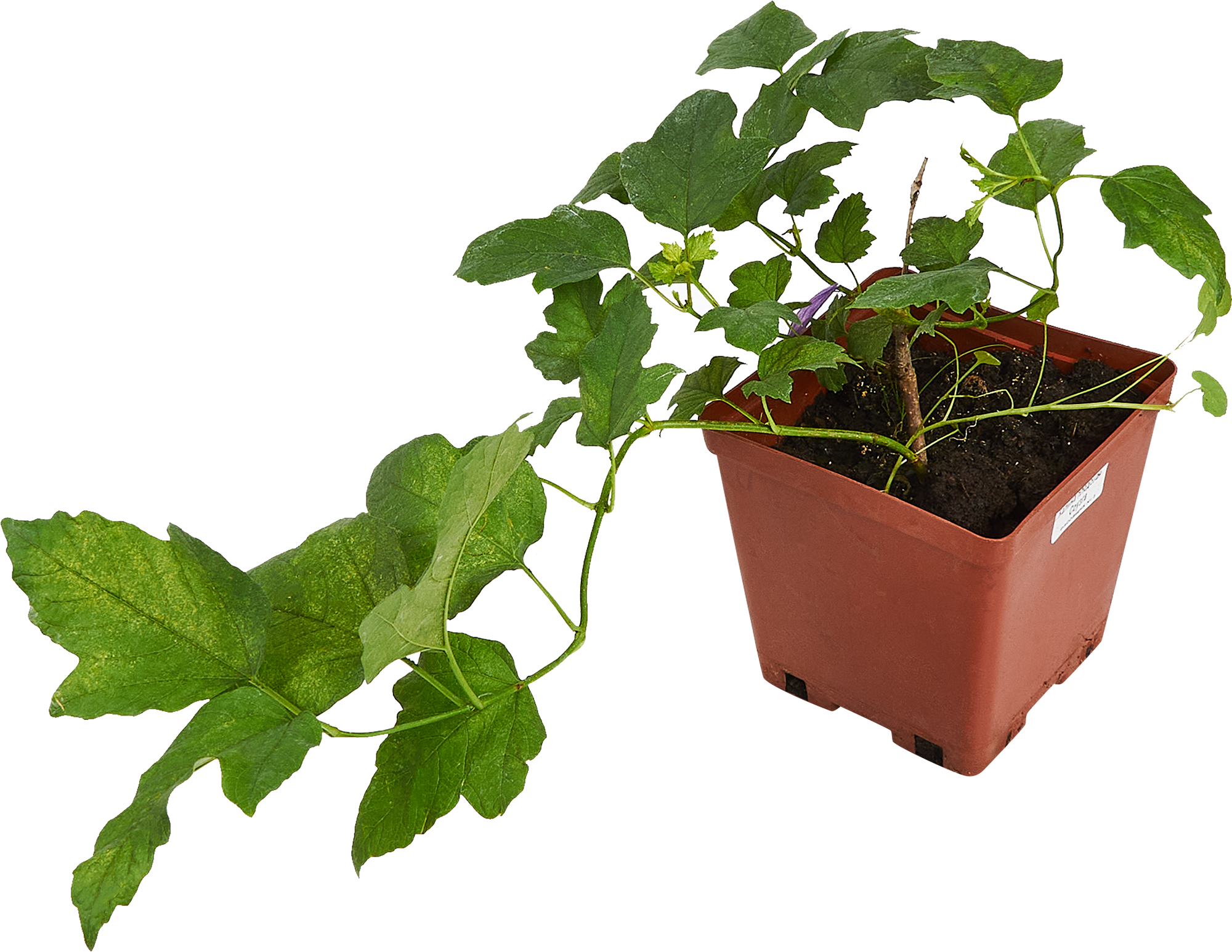 Калина Соузга Santreyd - плодовый кустарник с целебными ягодами 85607981 STLM-0064584 - Вид №1