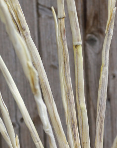 7892 976 a3 Шелковый мягкий цветок 'Ветка травы', 120 см, серый H-andreas