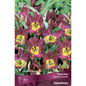 Тюльпан ботанический Одалиска, 10 шт 85205580 STLM-2103505
