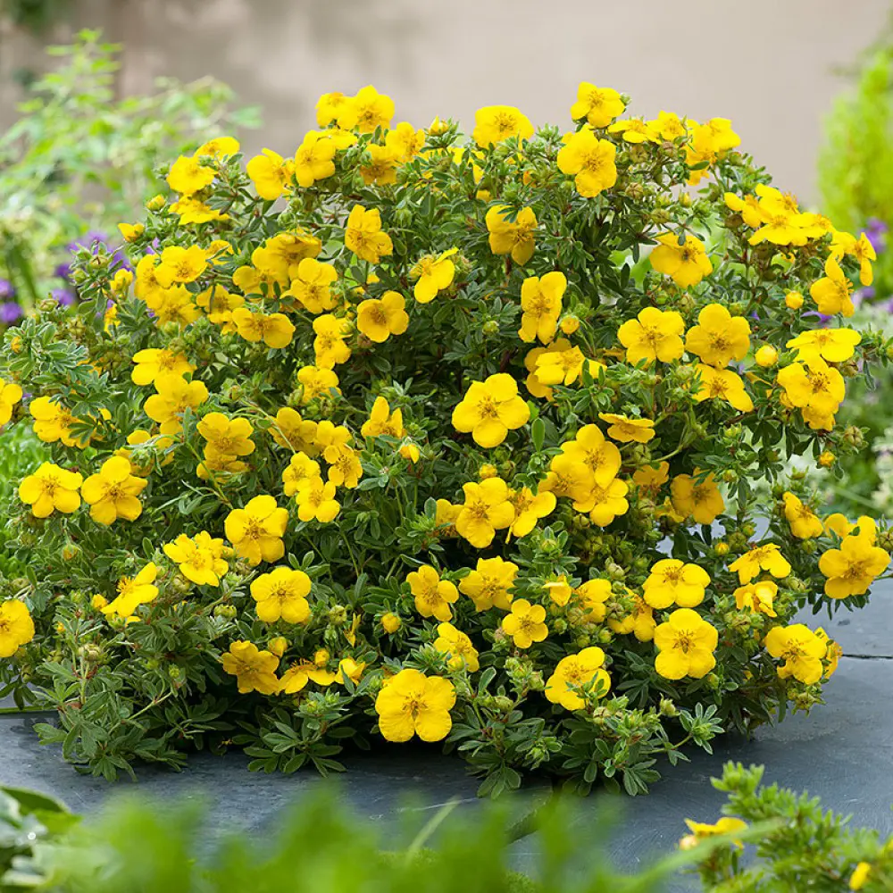 Лапчатка кустарниковая Голдфингер ø15 h35 см 89365251 STLM-2101844 PLANTMARKET 