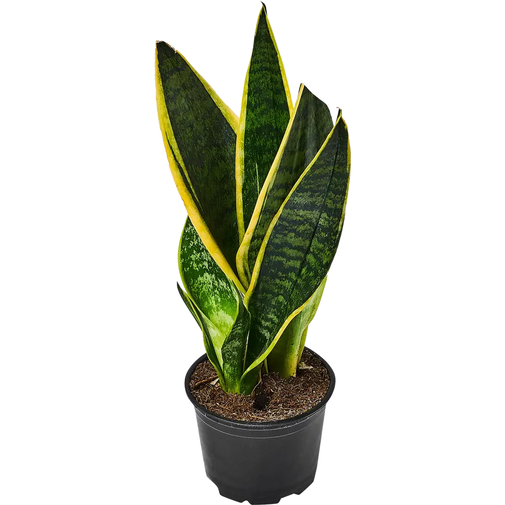 Santreyd Сансевиерия — неприхотливый суккулент для интерьера 89351062 STLM-0953618 - Вид №1