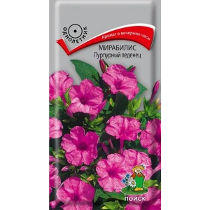 Семена цветов Поиск мирабилис Пурпурный леденец